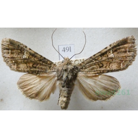 Anaplectoides prasina (Denis & Schiffermüller, 1775) Rolnica chwastówka Czech49l